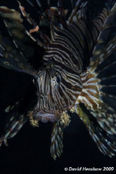 Portrait study of Common Lionfish. Taken with D200 and 10... by David Henshaw 